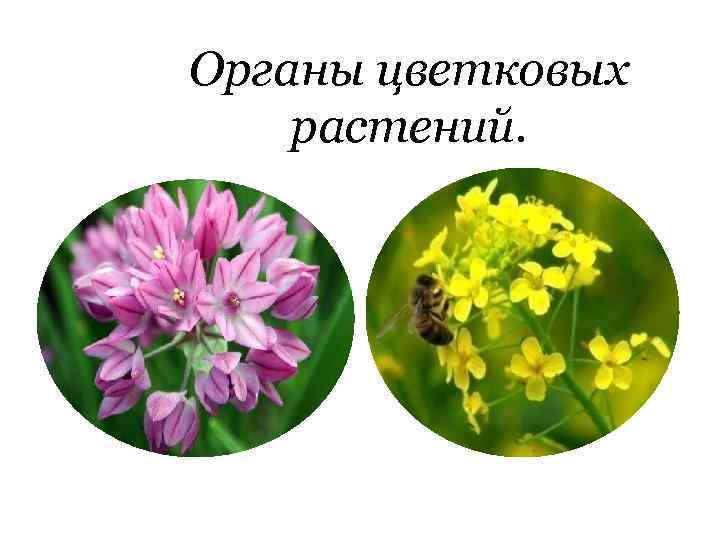 Органы цветковых растений. 