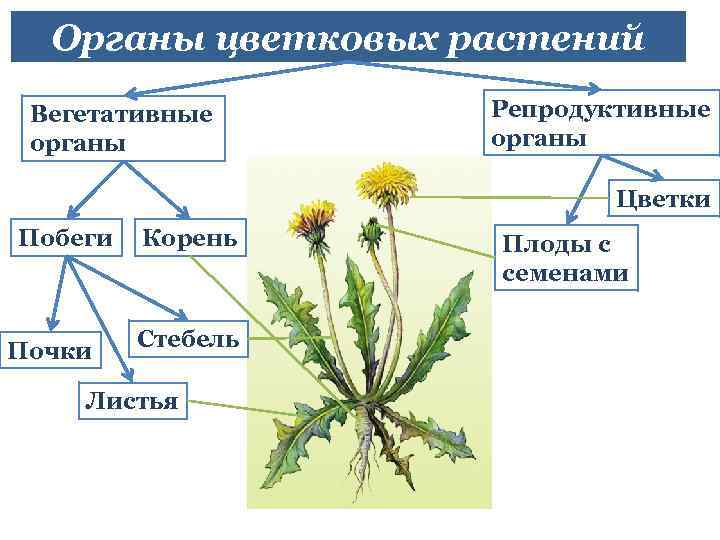 Органы цветковых растений Вегетативные органы Репродуктивные органы Цветки Побеги Почки Корень Стебель Листья Плоды