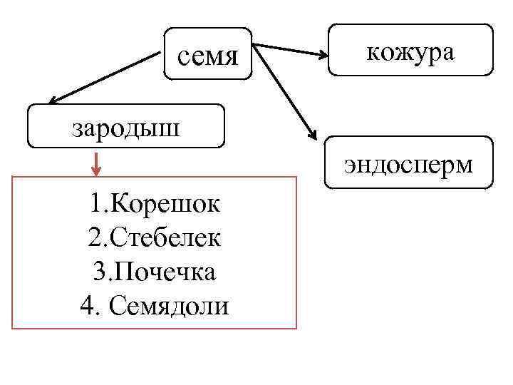 семя кожура зародыш эндосперм 1. Корешок 2. Стебелек 3. Почечка 4. Семядоли 