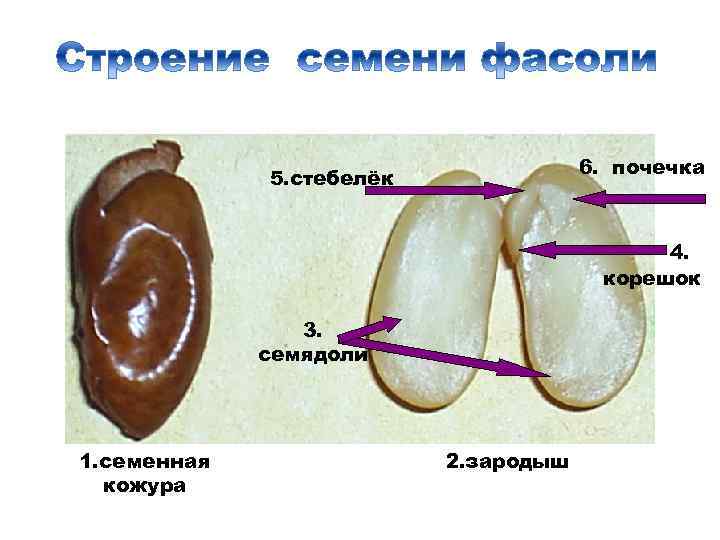 Состав семени фасоли в сформированном зародыше. Семенная кожура зародышевый корешок зародышевая почечка. Зародышевая почечка на семядоли. 3 Семядоли. Зародышевый корешок стебелек почечка.