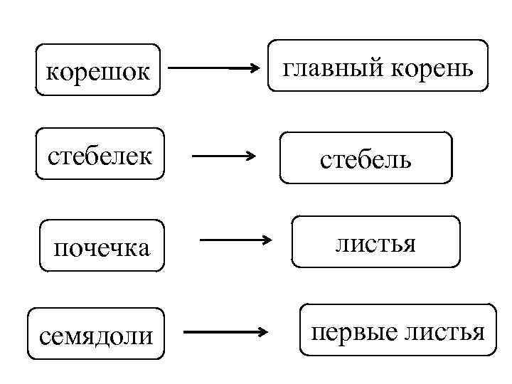 корешок главный корень стебелек стебель почечка листья семядоли первые листья 