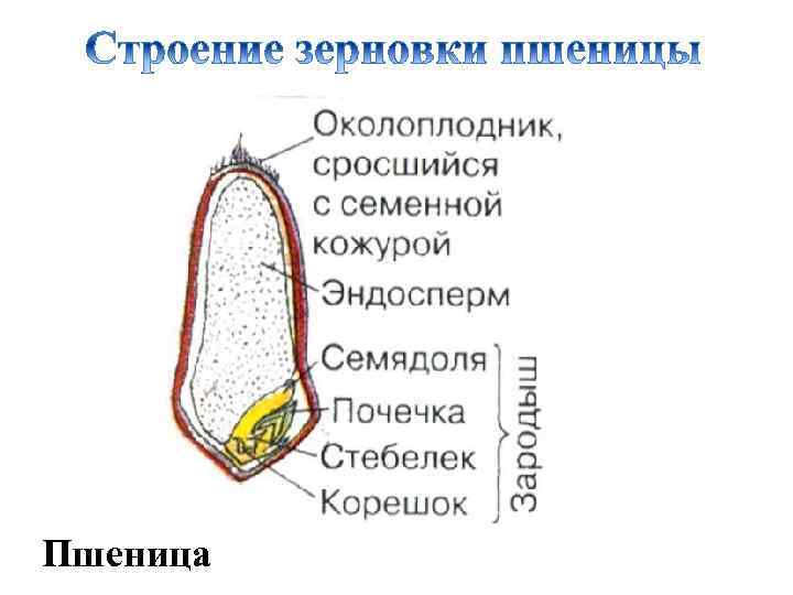 Пшеница 