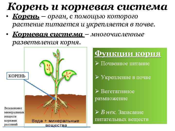 Корень и корневая система • Корень – орган, с помощью которого растение питается и