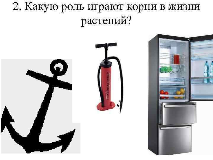 2. Какую роль играют корни в жизни растений? 