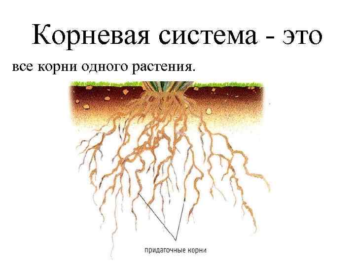 Корневая система - это все корни одного растения. 