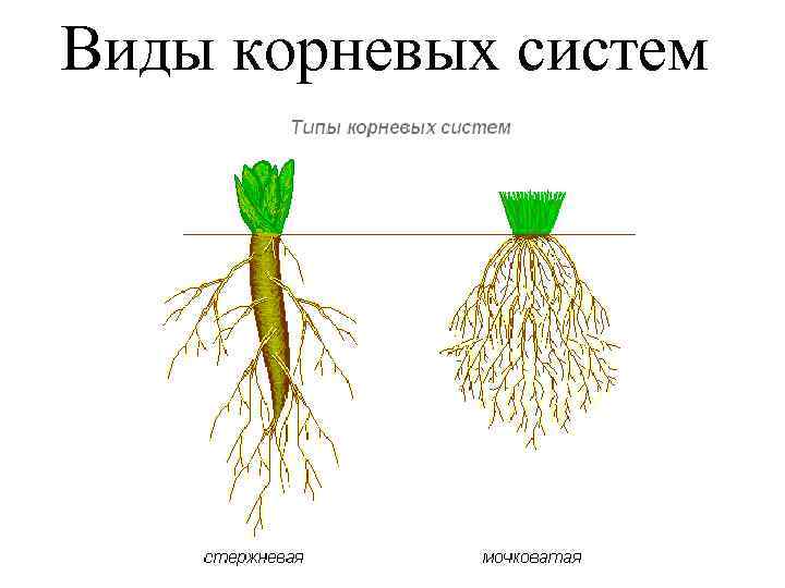 Виды корневых систем 