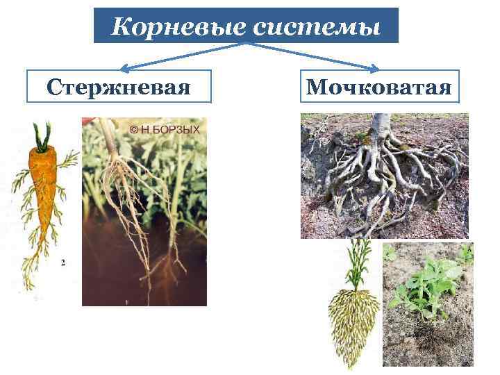 Корневые системы Стержневая Мочковатая 