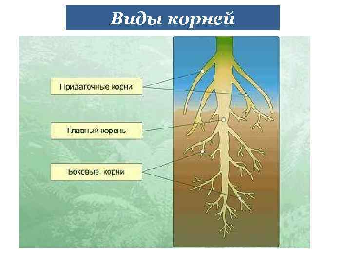 Виды корней 