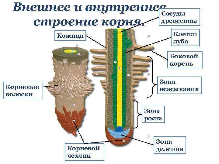 Внешнее и внутреннее Сосуды строение корня. древесины Клетки луба Кожица Боковой корень Зона всасывания