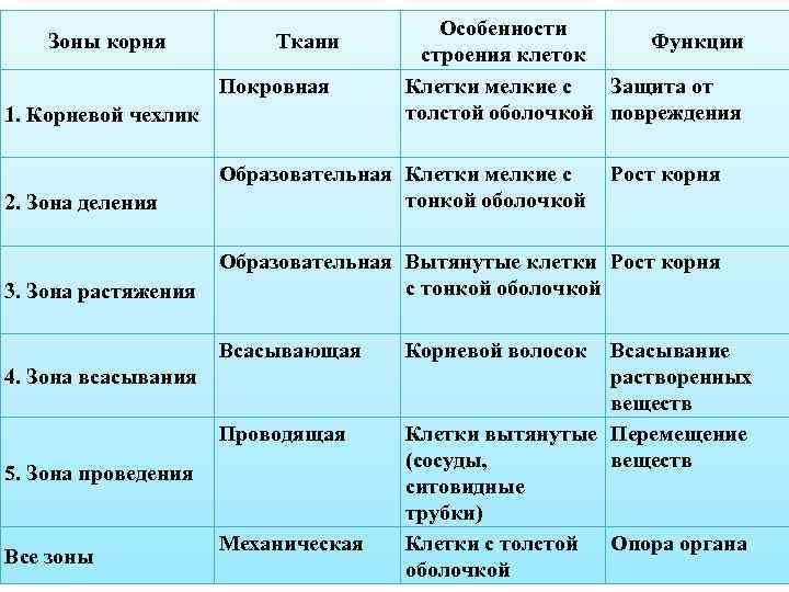 Зоны корня Ткани Покровная 1. Корневой чехлик Особенности Функции строения клеток Клетки мелкие с