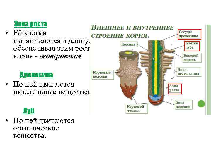 Зона роста • Её клетки вытягиваются в длину, обеспечивая этим рост корня - геотропизм