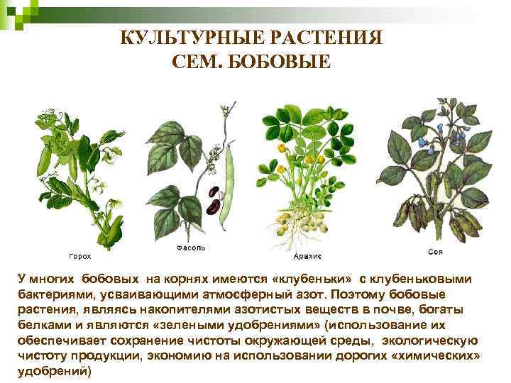 КУЛЬТУРНЫЕ РАСТЕНИЯ СЕМ. БОБОВЫЕ У многих бобовых на корнях имеются «клубеньки» с клубеньковыми бактериями,
