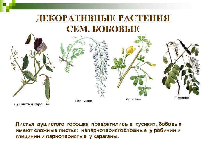 ДЕКОРАТИВНЫЕ РАСТЕНИЯ СЕМ. БОБОВЫЕ Листья душистого горошка превратились в «усики» , бобовые имеют сложные