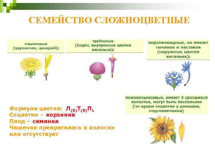 СЕМЕЙСТВО СЛОЖНОЦВЕТНЫЕ Формула цветка: Л(5)Т(5)П 1 Соцветие – корзинка Плод – семянка Чашечка превратилась