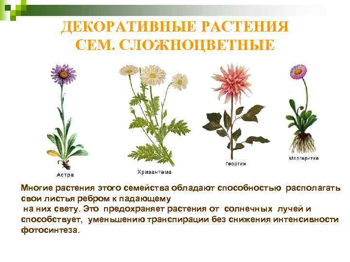 ДЕКОРАТИВНЫЕ РАСТЕНИЯ СЕМ. СЛОЖНОЦВЕТНЫЕ Многие растения этого семейства обладают способностью располагать свои листья ребром