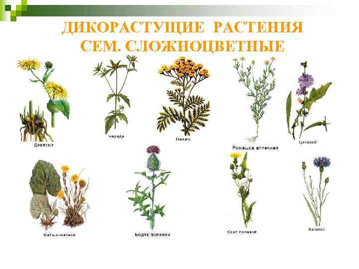 ДИКОРАСТУЩИЕ РАСТЕНИЯ СЕМ. СЛОЖНОЦВЕТНЫЕ 