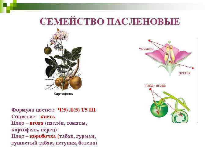 СЕМЕЙСТВО ПАСЛЕНОВЫЕ Формула цветка: Ч(5) Л(5) Т 5 П 1 Соцветие – кисть Плод