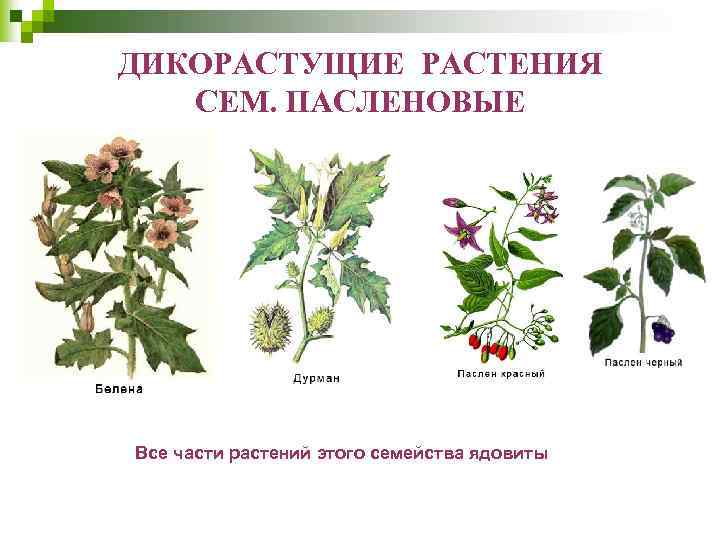 ДИКОРАСТУЩИЕ РАСТЕНИЯ СЕМ. ПАСЛЕНОВЫЕ Все части растений этого семейства ядовиты 