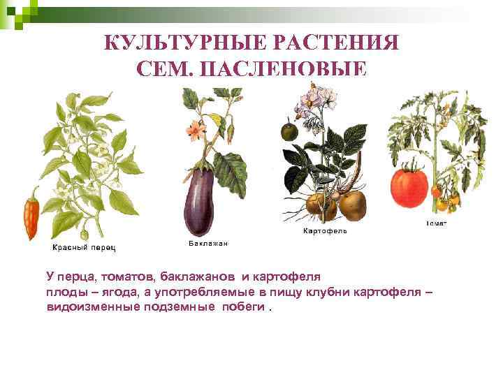 КУЛЬТУРНЫЕ РАСТЕНИЯ СЕМ. ПАСЛЕНОВЫЕ У перца, томатов, баклажанов и картофеля плоды – ягода, а