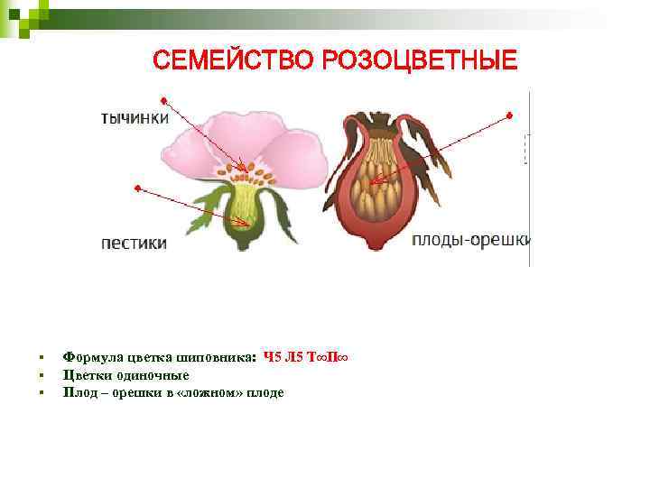 СЕМЕЙСТВО РОЗОЦВЕТНЫЕ § § § Формула цветка шиповника: Ч 5 Л 5 Т∞П∞ Цветки