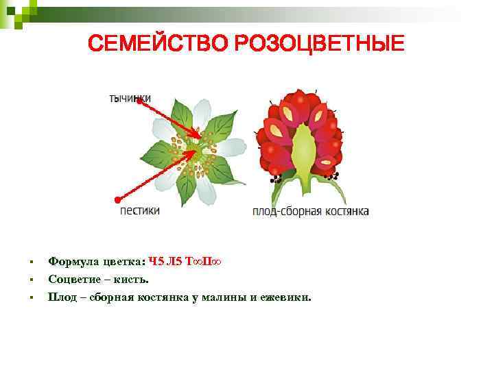 СЕМЕЙСТВО РОЗОЦВЕТНЫЕ § § § Формула цветка: Ч 5 Л 5 Т∞П∞ Соцветие –