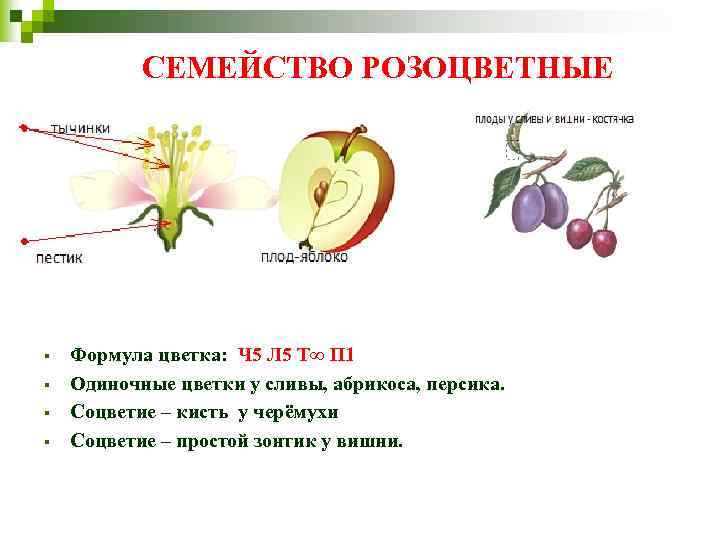СЕМЕЙСТВО РОЗОЦВЕТНЫЕ § § Формула цветка: Ч 5 Л 5 Т∞ П 1 Одиночные