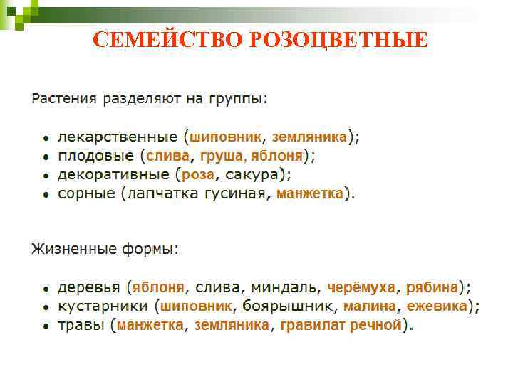 СЕМЕЙСТВО РОЗОЦВЕТНЫЕ Многообразие и жизненные формы: 