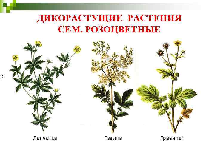 ДИКОРАСТУЩИЕ РАСТЕНИЯ СЕМ. РОЗОЦВЕТНЫЕ 