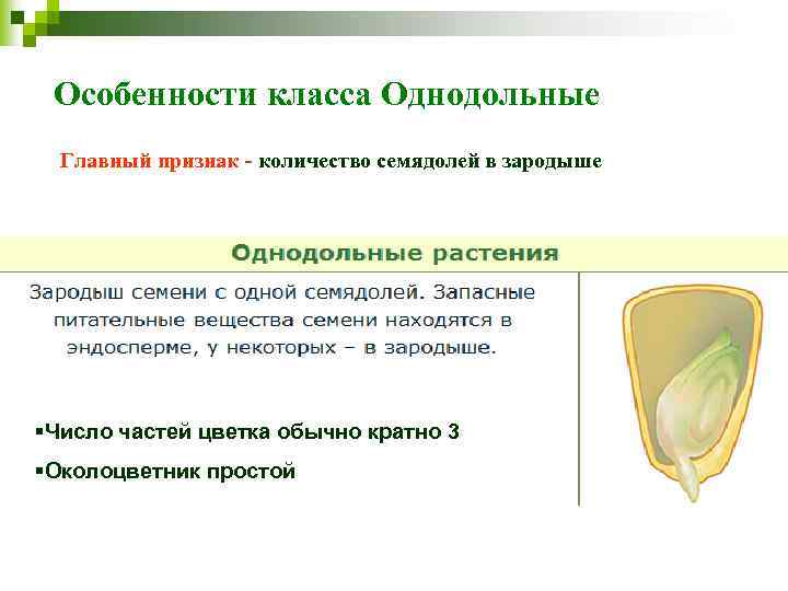 Особенности класса Однодольные Главный признак - количество семядолей в зародыше §Число частей цветка обычно