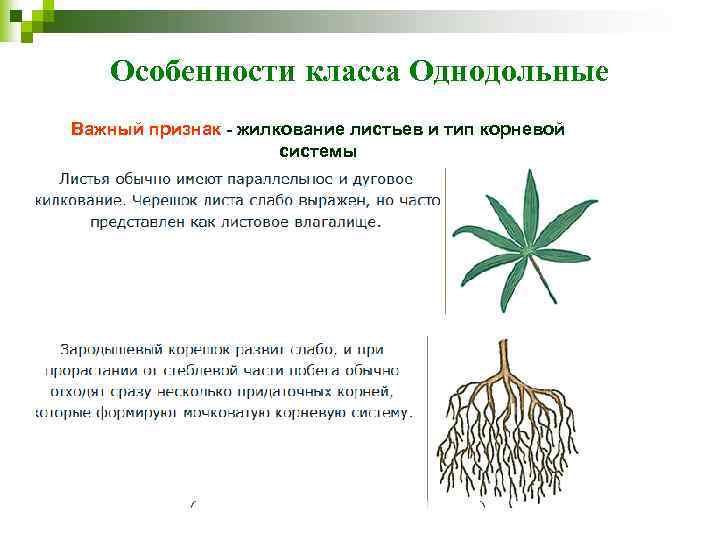 Особенности класса Однодольные Важный признак - жилкование листьев и тип корневой системы 