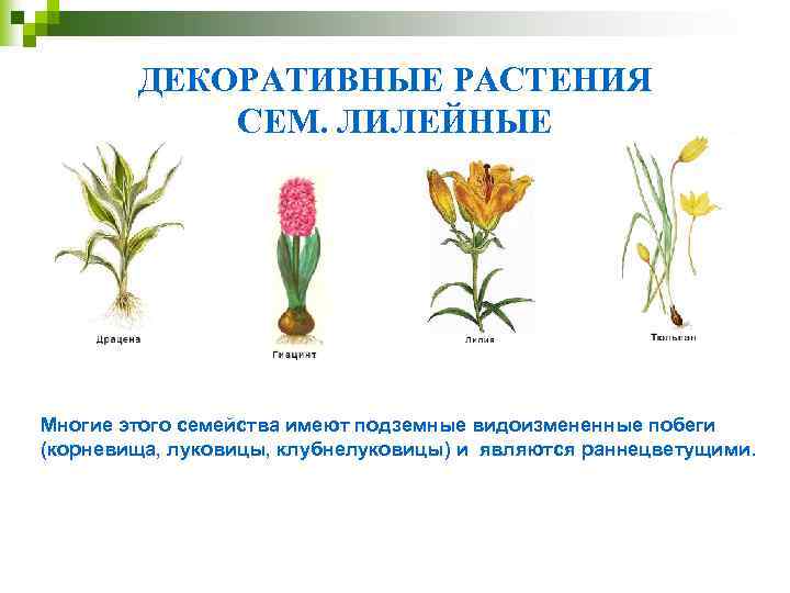 ДЕКОРАТИВНЫЕ РАСТЕНИЯ СЕМ. ЛИЛЕЙНЫЕ Многие этого семейства имеют подземные видоизмененные побеги (корневища, луковицы, клубнелуковицы)