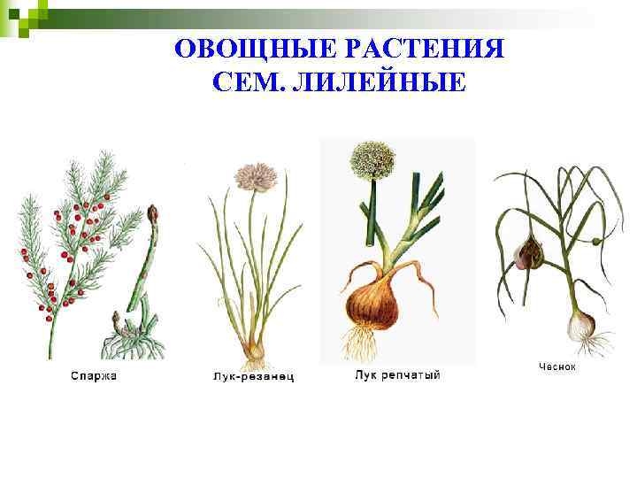 ОВОЩНЫЕ РАСТЕНИЯ СЕМ. ЛИЛЕЙНЫЕ 