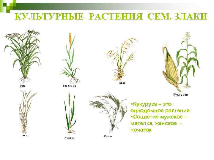 КУЛЬТУРНЫЕ РАСТЕНИЯ СЕМ. ЗЛАКИ §Кукуруза – это однодомное растение. §Соцветие мужское – метелка, женское