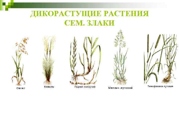 ДИКОРАСТУЩИЕ РАСТЕНИЯ СЕМ. ЗЛАКИ 