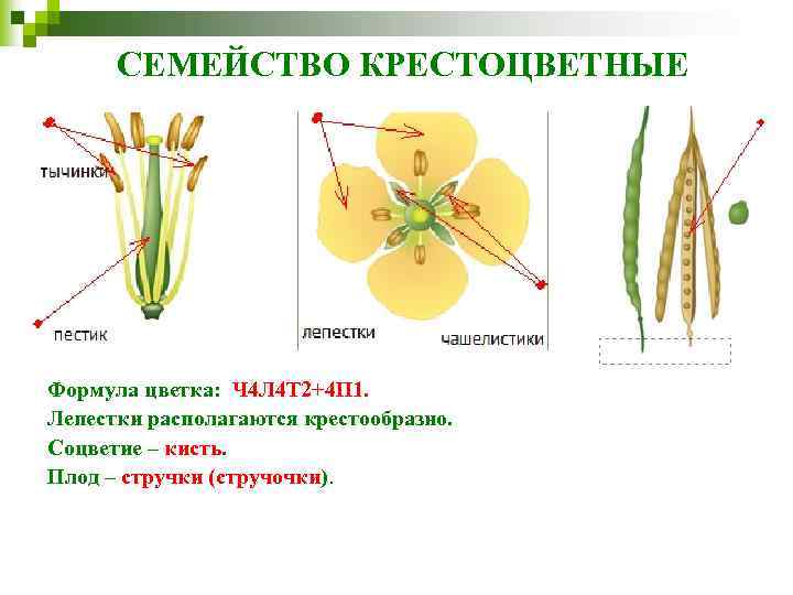 СЕМЕЙСТВО КРЕСТОЦВЕТНЫЕ Формула цветка: Ч 4 Л 4 Т 2+4 П 1. Лепестки располагаются
