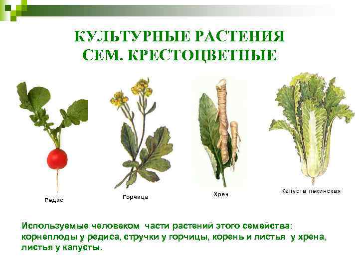 КУЛЬТУРНЫЕ РАСТЕНИЯ СЕМ. КРЕСТОЦВЕТНЫЕ Используемые человеком части растений этого семейства: корнеплоды у редиса, стручки