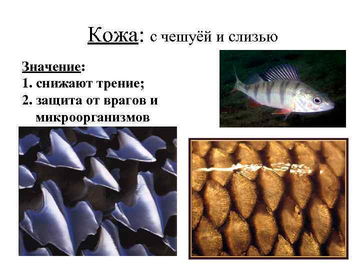  Кожа: с чешуёй и слизью Значение: 1. снижают трение; 2. защита от врагов