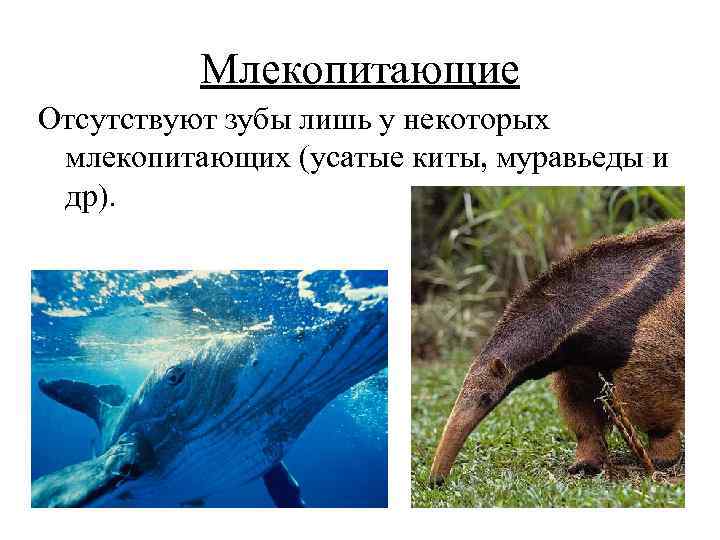 Млекопитающие Отсутствуют зубы лишь у некоторых млекопитающих (усатые киты, муравьеды и др). 