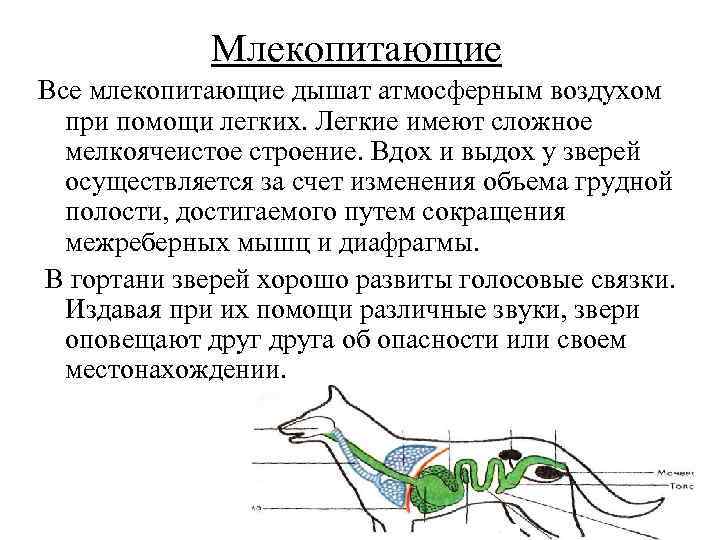 Млекопитающие механизм дыхания