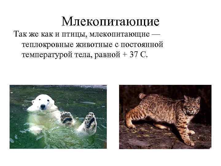 Млекопитающие Так же как и птицы, млекопитающие — теплокровные животные с постоянной температурой тела,