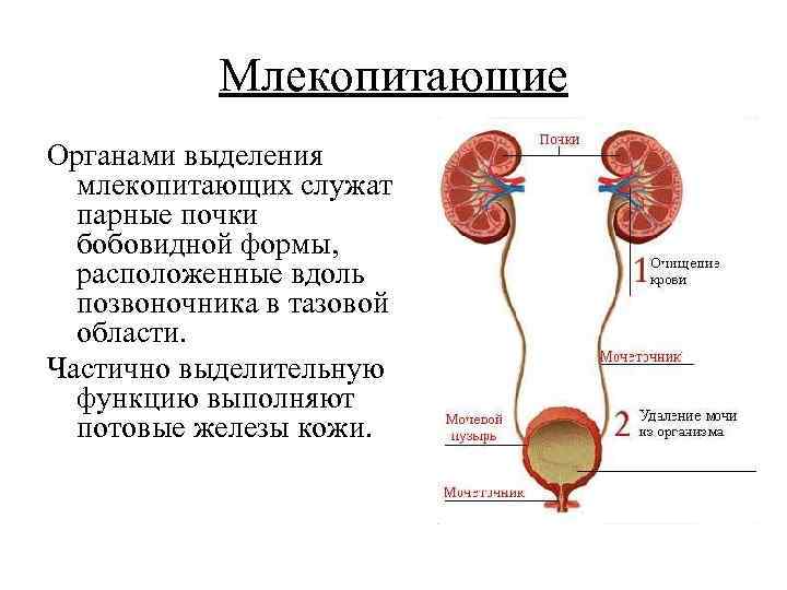 Млекопитающие Органами выделения млекопитающих служат парные почки бобовидной формы, расположенные вдоль позвоночника в тазовой