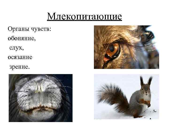 Млекопитающие Органы чувств: обоняние, слух, осязание зрение. 