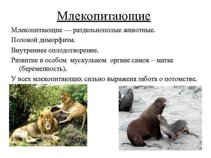 Млекопитающие — раздельнополые животные. Половой диморфизм. Внутреннее оплодотворение. Развитие в особом мускульном органе самок