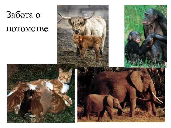 Забота о потомстве 