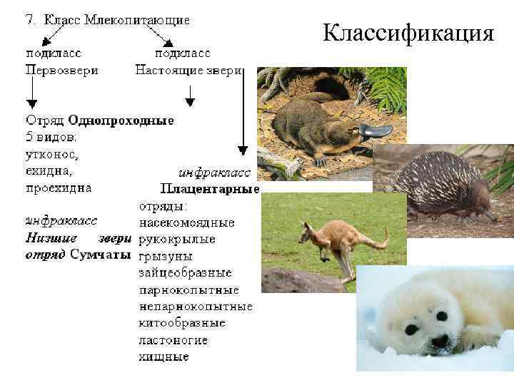 Классификация 