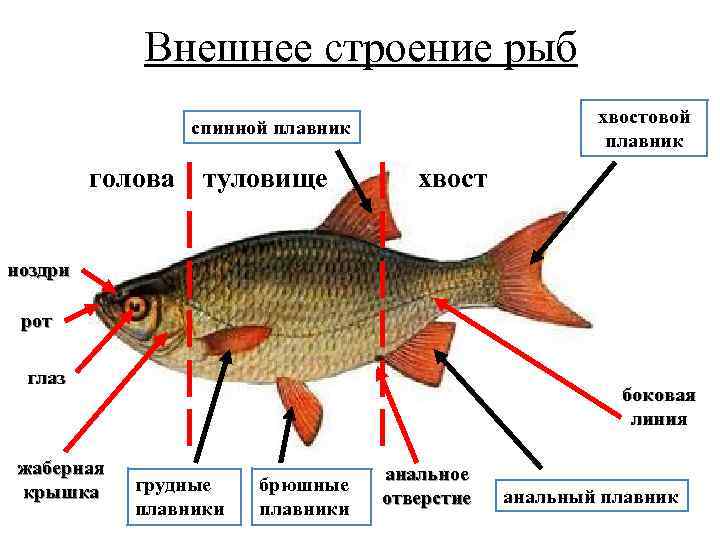 Внешнее строение рыб хвостовой плавник спинной плавник голова туловище хвост ноздри рот глаз жаберная