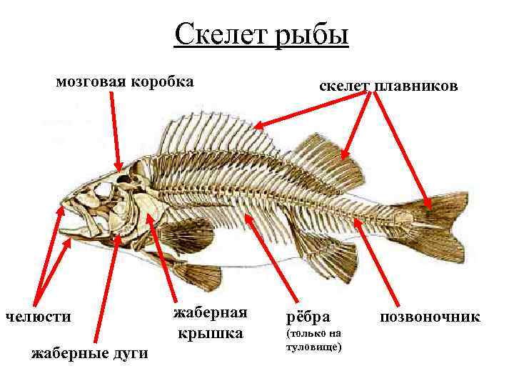  Скелет рыбы мозговая коробка челюсти жаберные дуги жаберная крышка скелет плавников рёбра (только