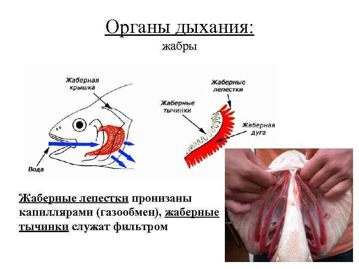 Органы дыхания: жабры Жаберные лепестки пронизаны капиллярами (газообмен), жаберные тычинки служат фильтром 