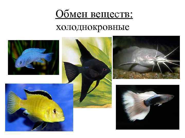  Обмен веществ: холоднокровные 