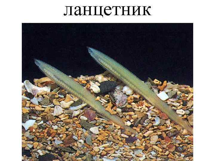ланцетник 